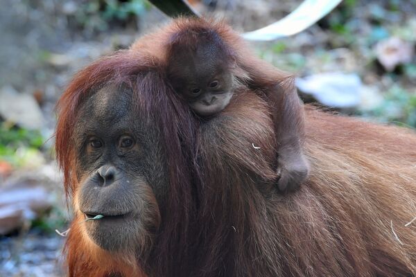 Mãe e filhote de orangotango no Zoológico de Budapeste, Hungria
 - Sputnik Brasil