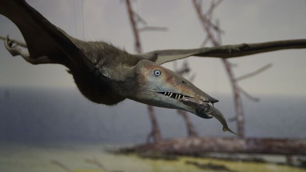 Dinossauro voador (imagem referencial) - Sputnik Brasil