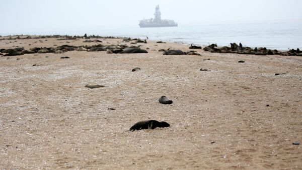 Um filhote de foca morto deitado em uma praia perto de Pelican Point, Namíbia - Sputnik Brasil