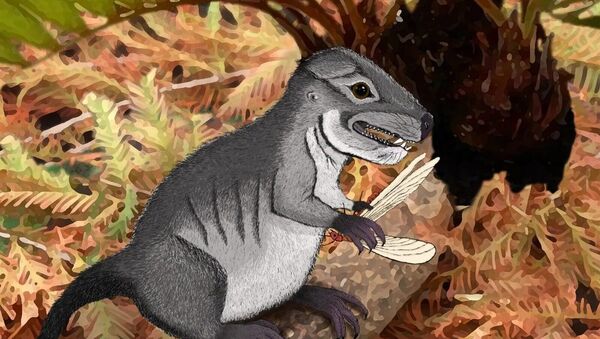 Representação artística do pequeno mamífero, Kataigidodon venetus - Sputnik Brasil