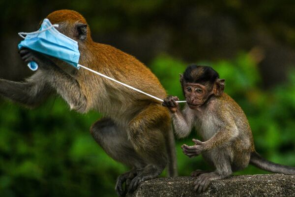 Macacos brincam com uma máscara, usada na prevenção da COVID-19, deixada por um transeunte em Genting Sempah, na Malásia - Sputnik Brasil