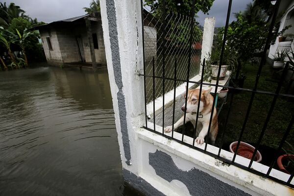 Cachorro observa atrás de um muro gradeado os efeitos de uma inundação causada pelo furacão Eta em Tela, Honduras - Sputnik Brasil