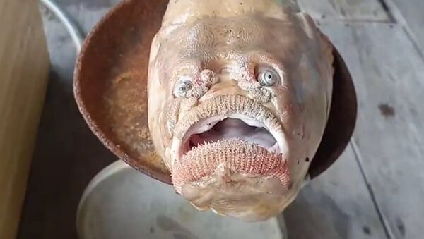 Peixe gigante com olhos e boca humanos é capturado na Tailândia - Sputnik Brasil