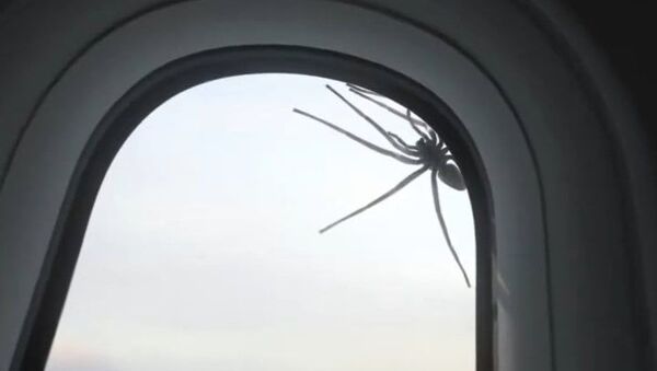 Pesadelo em voo: aranha surge na janela de avião em montagem - Sputnik Brasil