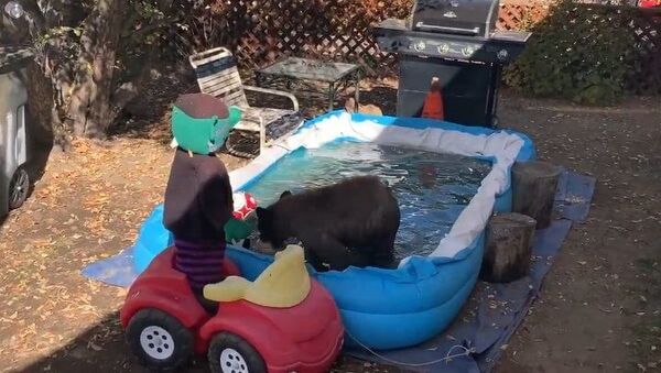 Filhote de urso esbanja alegria em piscina nos EUA - Sputnik Brasil