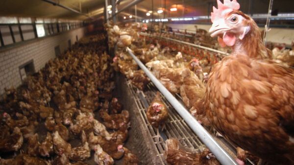 Fazenda de galinhas em Baexem, no sul dos Países Baixos (foto de arquivo) - Sputnik Brasil