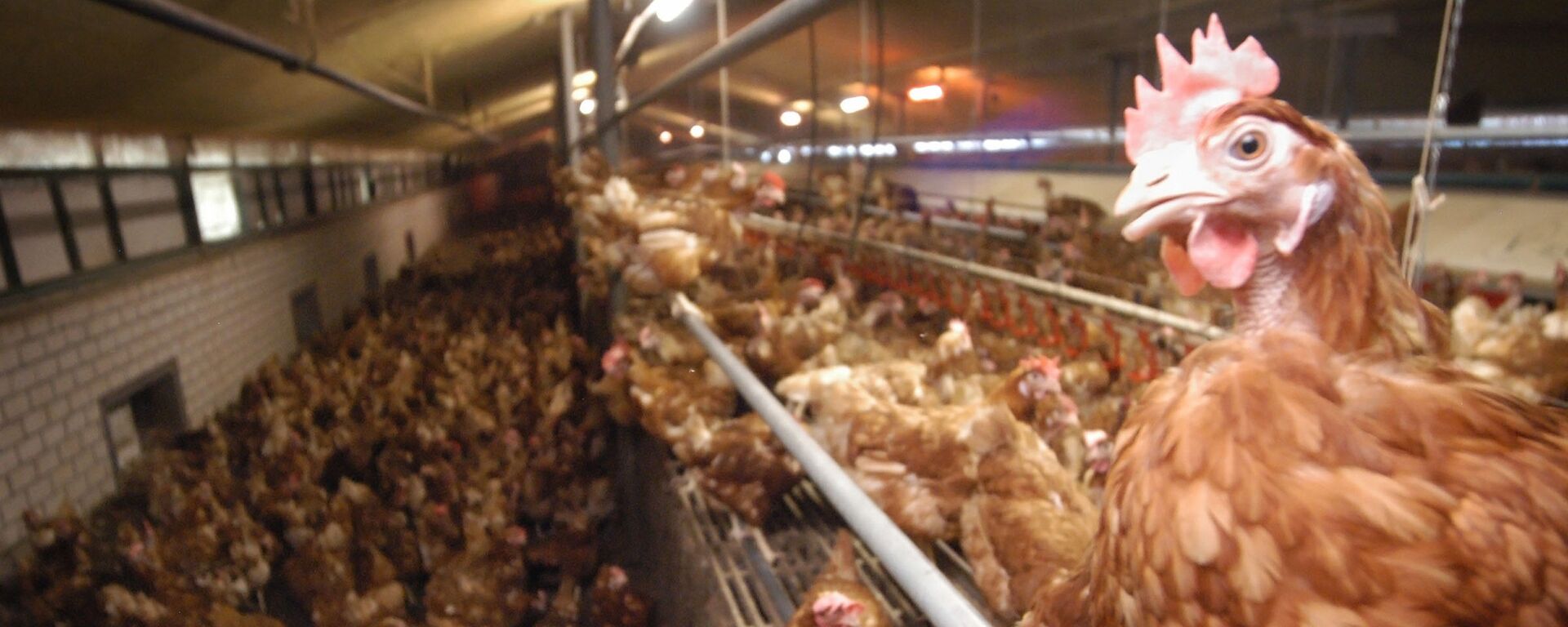 Fazenda de galinhas em Baexem, no sul dos Países Baixos (foto de arquivo) - Sputnik Brasil, 1920, 20.03.2024