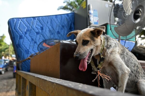 Cachorro em caminhão entre pertences de trabalhadores, evacuados da região de El Progreso, Honduras. - Sputnik Brasil