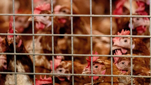 As galinhas do avicultor Theo Bos em Barneveld são fotografadas em ambiente fechado por conta da gripe aviária. 23 de outubro de 2020 - Sputnik Brasil