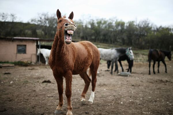 Cavalos pastando nas proximidades de um desfiladeiro, na Crimeia, Rússia
 - Sputnik Brasil