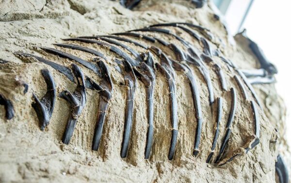 Cientistas revelaram ao mundo o primeiro fóssil completo de um Tiranossauro rex, encontrado após morrer em combate contra um Tricerátopo - Sputnik Brasil