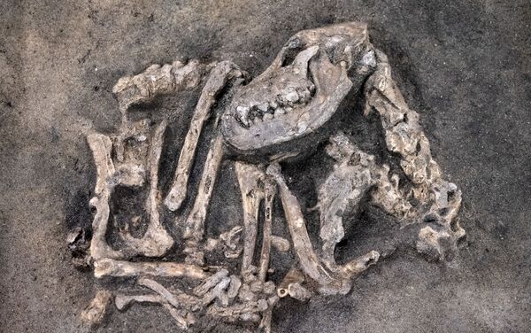 Esqueleto de cão da Idade da Pedra encontrado na Suécia - Sputnik Brasil