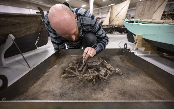 Osteologista limpa areia do esqueleto do cachorro da Idade da Pedra no museu Blekinge, Suécia - Sputnik Brasil