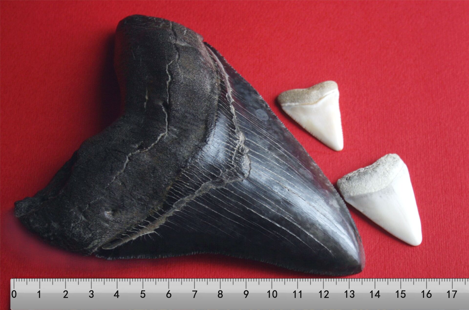 Dente de megalodonte comparado ao de tubarão branco - Sputnik Brasil, 1920, 07.03.2022