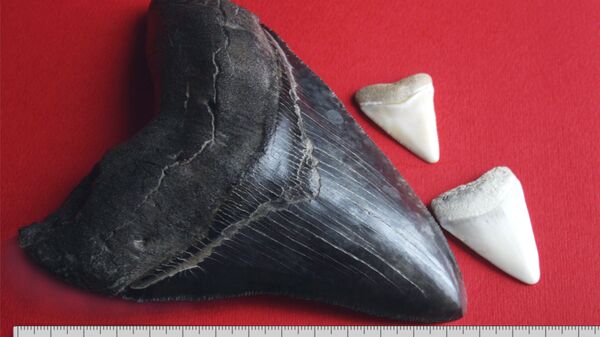 Dente de megalodonte comparado ao de tubarão branco - Sputnik Brasil