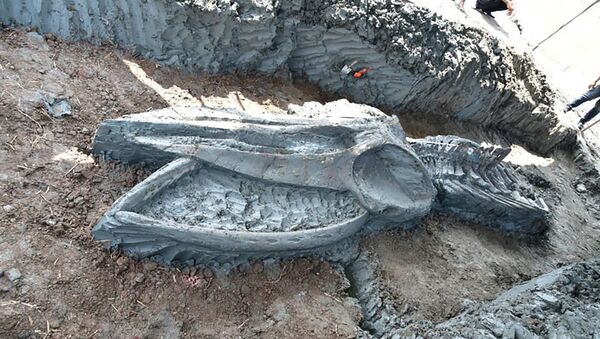 Esqueleto da baleia encontrado na província de Samut Sakhon, Tailândia - Sputnik Brasil