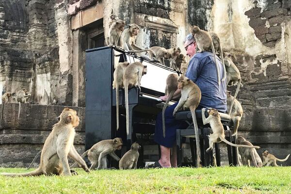Músico britânico Paul Barton toca piano para macacos que ocupam áreas históricas de Lopburi, na Tailândia - Sputnik Brasil