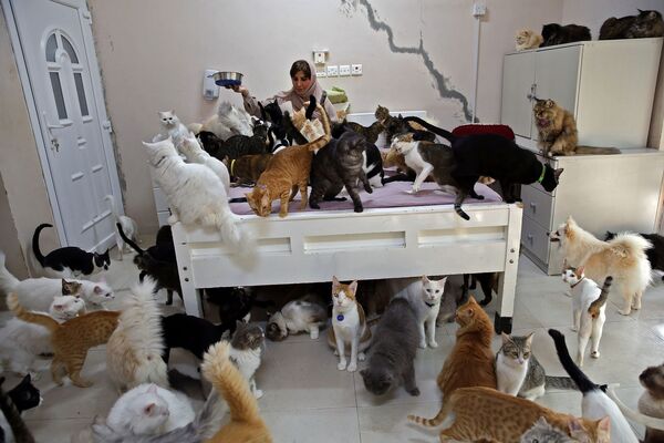 Maryam Al Balushi acumula alguns dos seus 480 gatos e 12 cachorros em sua casa na capital do Omã - Sputnik Brasil