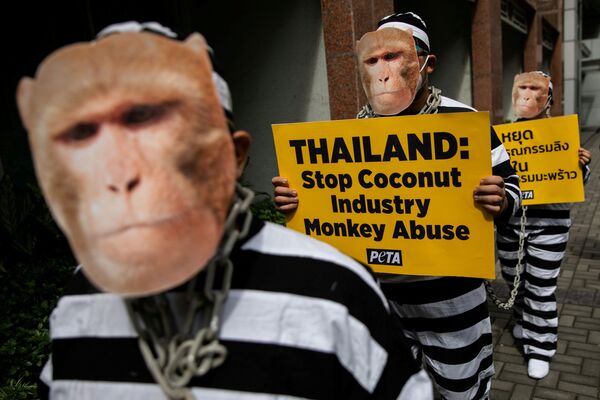 Ativistas da organização Pessoas pelo Tratamento Ético de Animais (PETA, na sigla em inglês), representando macacos acorrentados, protestam contra a indústria de leite de coco da Tailândia - Sputnik Brasil
