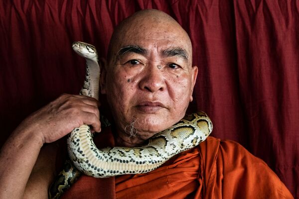 Monge budista Wilatha posando com o píton birmanês resgatado em seu mosteiro que se tornou o santuário de cobras nos arredores de Yangon, Mianmar, 26 de novembro, 2020 - Sputnik Brasil