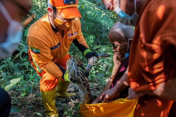 Monge budista e bombeiros soltam os pítons birmaneses na vida selvagem em uma floresta nos arredores de Yangon, Mianmar, 30 de novembro, 2020 - Sputnik Brasil