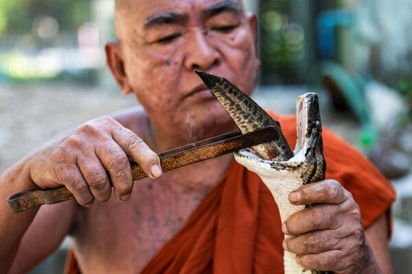 Monge budista alimenta o píton birmanês resgatado em seu mosteiro que se tornou o santuário de cobras nos arredores de Yangon, Mianmar - Sputnik Brasil
