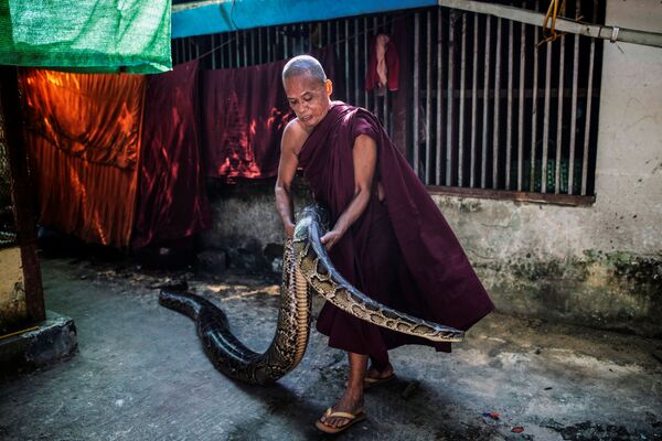Monge budista segurando o píton birmanês resgatado em seu mosteiro que se tornou o santuário de cobras nos arredores de Yangon, Mianmar - Sputnik Brasil