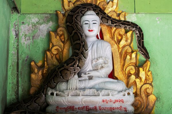 O píton birmanês resgatado repousa na estátua de Buda no mosteiro que se tornou o santuário de cobras nos arredores de Yangon, Mianmar - Sputnik Brasil