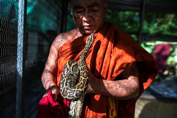 Monge budista segurando o píton birmanês resgatado em seu mosteiro que se tornou o santuário de cobras nos arredores de Yangon, Mianmar - Sputnik Brasil