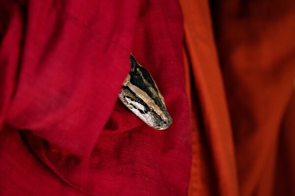 O píton birmanês resgatado espia das vestes do monge no mosteiro que se tornou o santuário de cobras nos arredores de Yangon, Mianmar - Sputnik Brasil