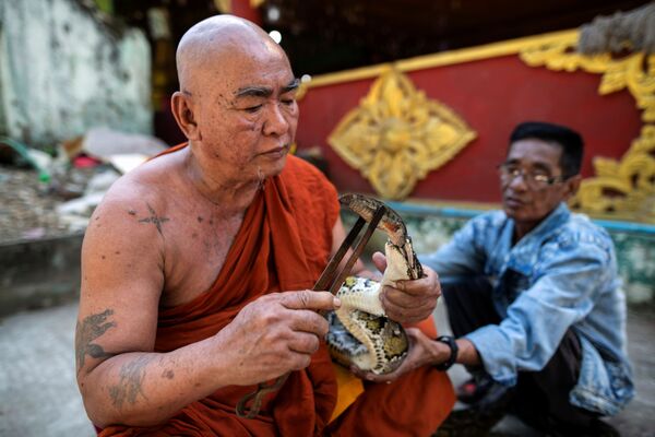 O monge budista alimenta o píton birmanês resgatado em seu mosteiro que se tornou o santuário de cobras nos arredores de Yangon, Mianmar - Sputnik Brasil