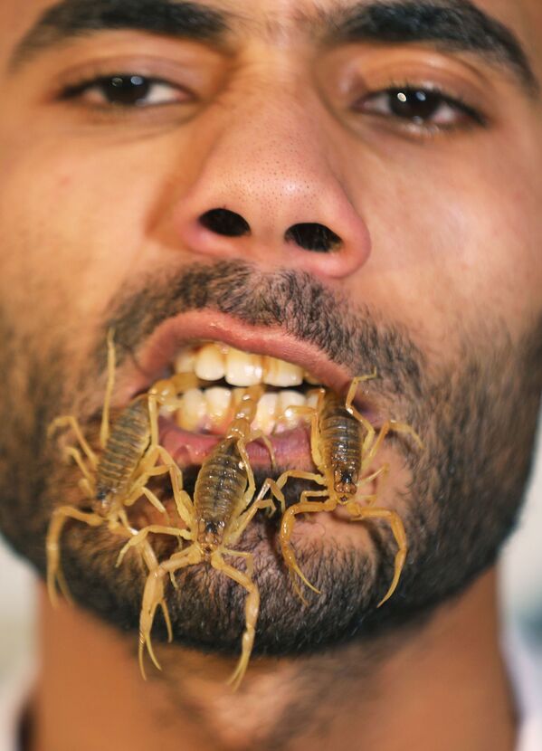 Mohamed Hamdy Boshta, de 25 anos, mostra os escorpiões que caçava nos desertos e na costa egípcia para extrair seu valorizado veneno para uso medicinal, em sua empresa Cairo Venom Company, Cairo, Egito, 6 de dezembro, 2020 - Sputnik Brasil