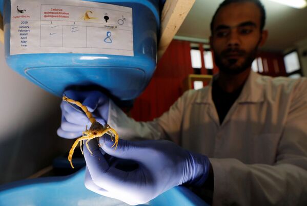 Mohamed Hamdy Boshta examina escorpiões que ele caçou nos desertos e costeiros egípcios para extrair seu valorizado veneno para uso medicinal - Sputnik Brasil