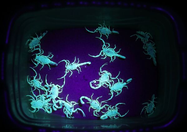 Escorpiões são vistos brilhando em um tom fluorescente proveniente de uma substância naturalmente contida em seus exoesqueletos, enquanto Mohamed Hamdy direciona uma luz ultravioleta sobre eles, em uma caixa em sua empresa Cairo Venom Company - Sputnik Brasil