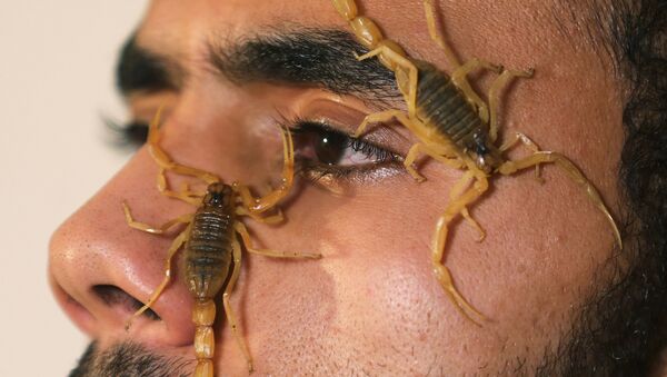 Mohamed Hamdy Boshta mostra escorpiões que ele caçou nos desertos e na costa egípcia para extrair seu valorizado veneno para uso medicinal - Sputnik Brasil