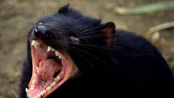 Diabo-da-Tasmânia mostrando seus dentes (imagem referencial) - Sputnik Brasil