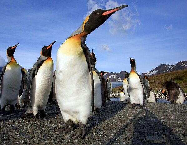 Pinguins na ilha de Geórgia do Sul em foto obtida pela Reuters em 11 de dezembro - Sputnik Brasil