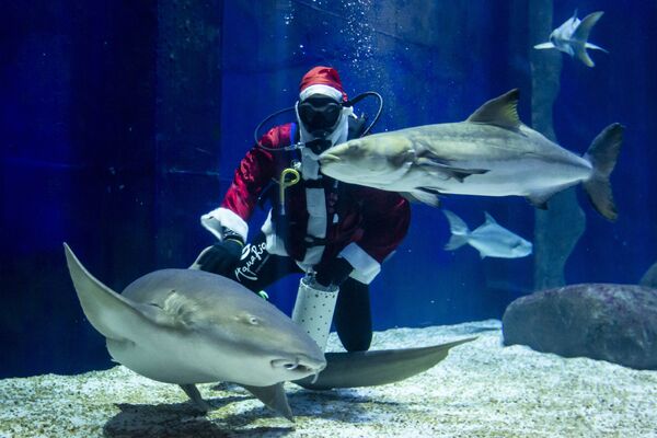 Aquarista Felipe Luna fantasiado de Papai Noel nada com tubarões no AquaRio, Rio de Janeiro, 12 de dezembro de 2020 - Sputnik Brasil