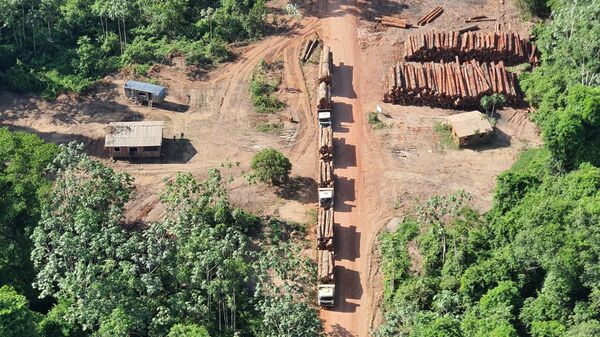 Polícia Federal realiza maior apreensão de madeira ilegal da história do Brasil - Sputnik Brasil