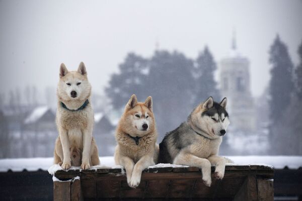 Cachorros huskies no povoado de Ruzskaya Alyaska, Rússia - Sputnik Brasil