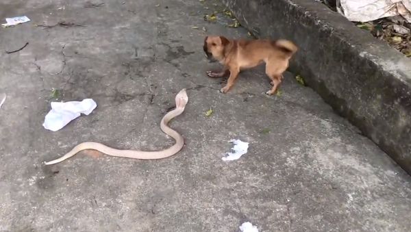 Cachorro e serpente - Sputnik Brasil