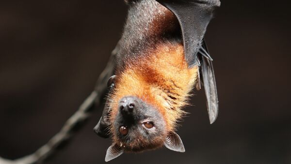 Morcego (imagem referencial) - Sputnik Brasil