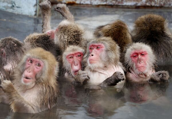 Macacos japoneses se banham em fonte termal quente no Jardim Botânico Tropical de Hakodate, Japão, 12 de janeiro de 2021 - Sputnik Brasil