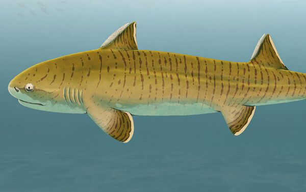 Espécie extinta de tubarão Asteracanthus - Sputnik Brasil