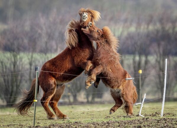 Cavalo islandês, à esquerda, e pônei Shetland brincam em coudelaria, Alemanha, 18 de janeiro de 2021 - Sputnik Brasil