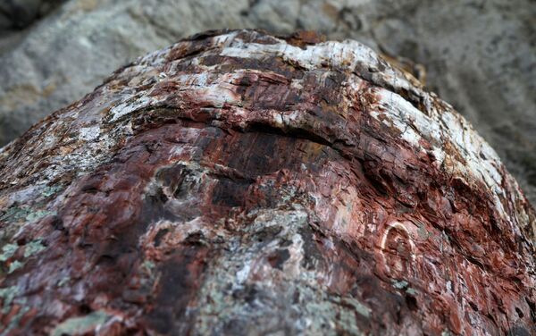 Um detalhe de árvore fossilizada no Parque Nacional da Floresta Petrificada na ilha de Lesbos, Grécia - Sputnik Brasil