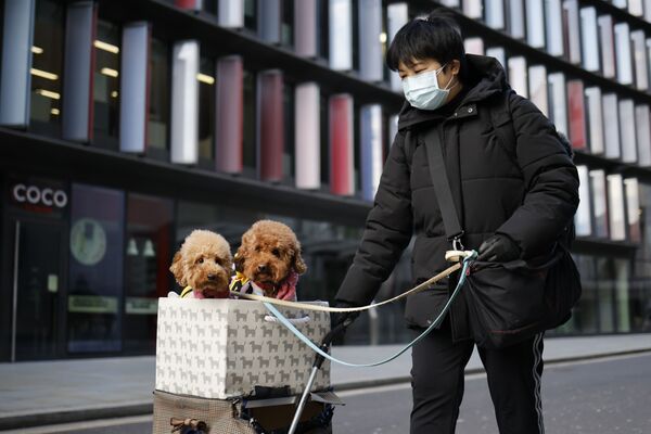 Mulher com dois poodles em carrinho de compras na City de Londres, 22 de janeiro de 2021 - Sputnik Brasil