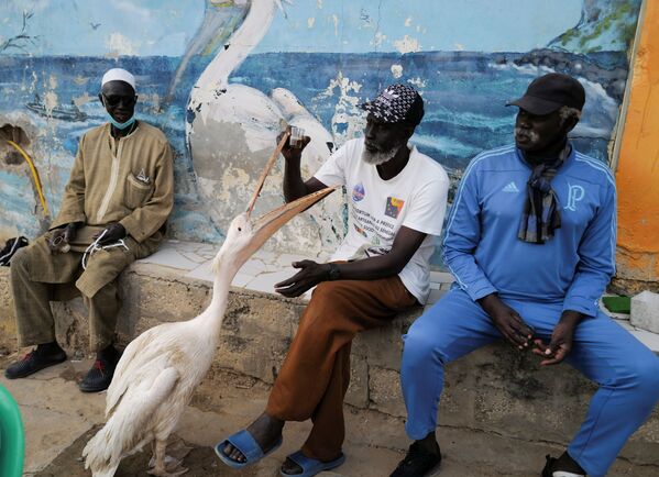 Homem sentado com seu pelicano, em Dakar, Senegal, 22 de janeiro de 2021 - Sputnik Brasil