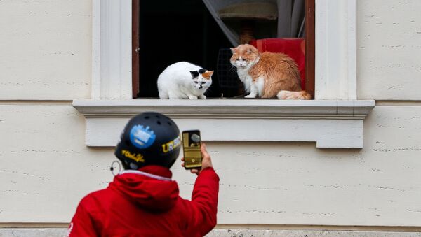 Homem tira uma foto de gatos sentados em uma janela em Roma, Itália - Sputnik Brasil