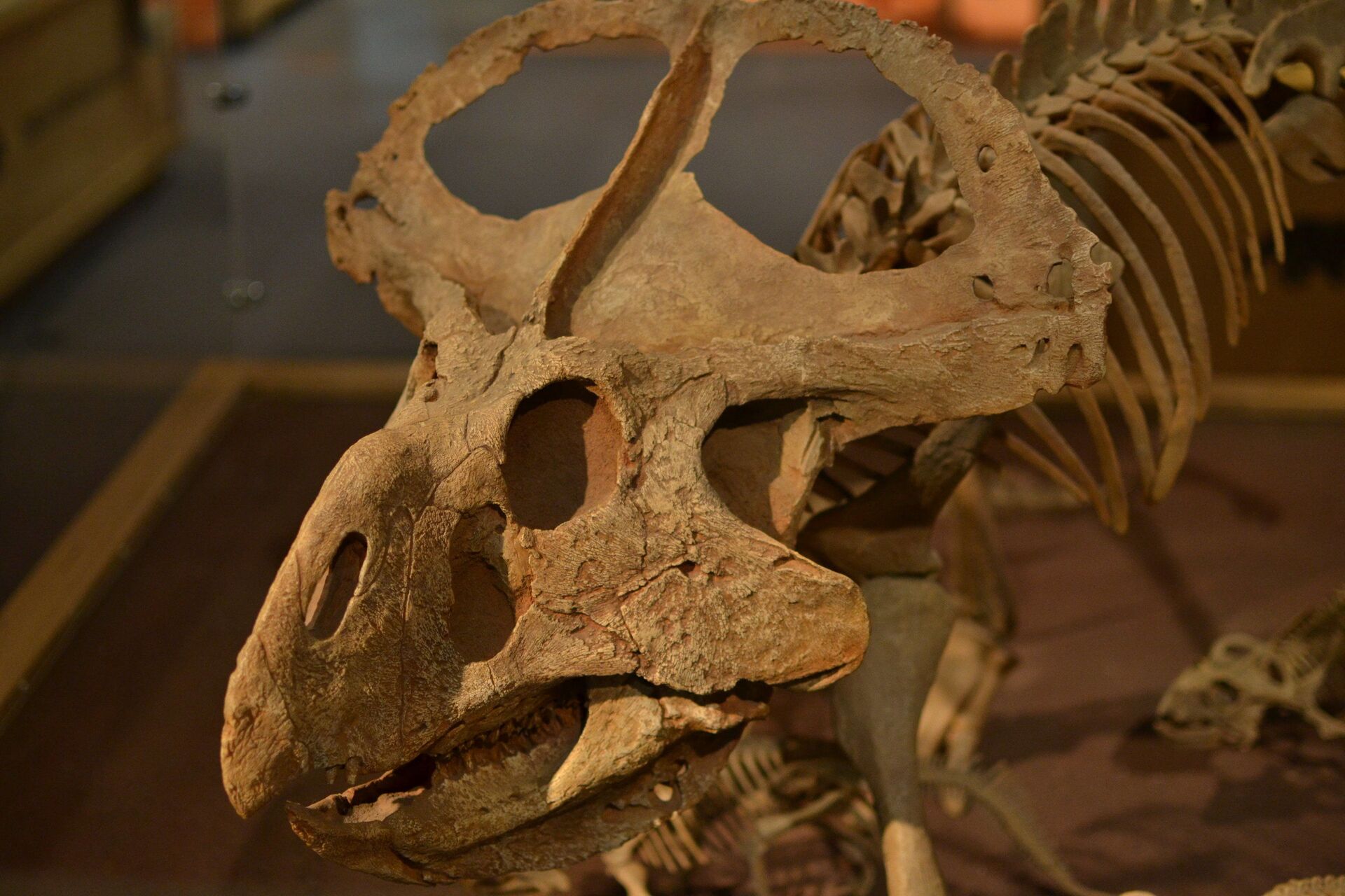 Flertar em vez de se defender: revelada função de 'babados' em crânio de dinossauro (FOTOS) - Sputnik Brasil, 1920, 03.02.2021